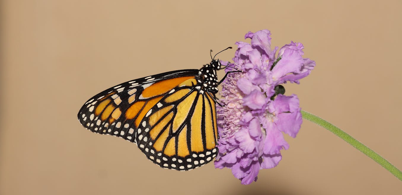 Study gauges insecticide effects on monarch butterflies • News