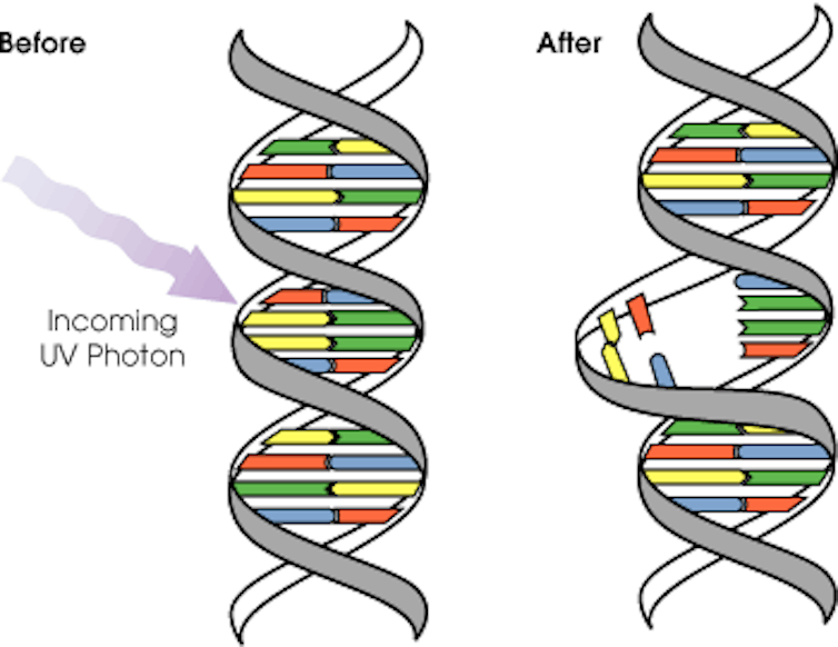 Two DNA helices, showing the structure before and after a UV photon has discharged energy into one.