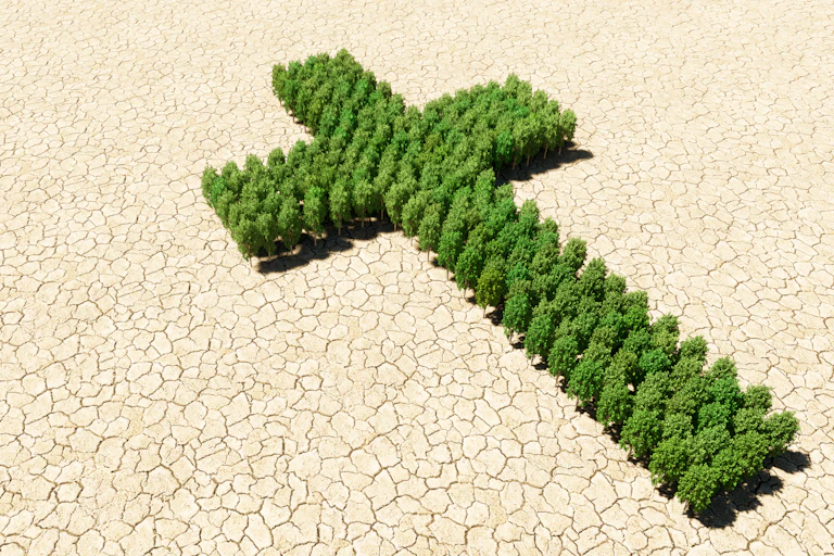Bird's-eye view of a forest of trees in the shape of a cross, on a dry, cracked desert landscape