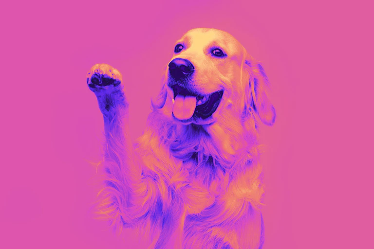 Golden retriever dog doing give paw trick