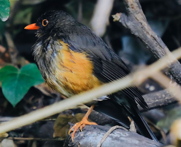 Um arbusto Taita empoleirado em um galho.