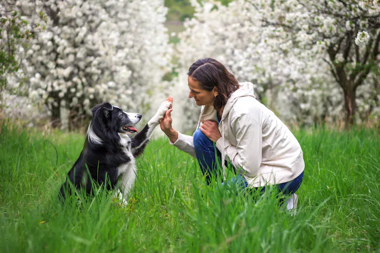 Left-handed collie dog gives paw to owner.