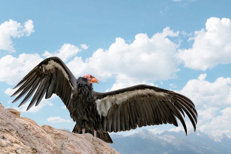 California condor bird on a rock with wings spread against blue sky