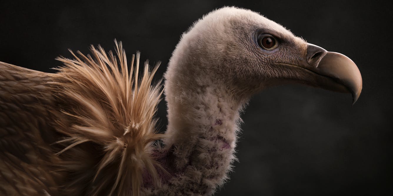 In defence of vultures, nature's early-warning systems that are holy to  many people