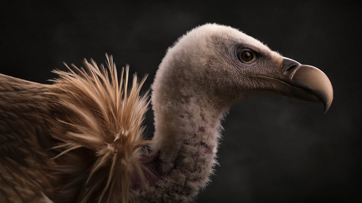 In defence of vultures, nature's early-warning systems that are ...