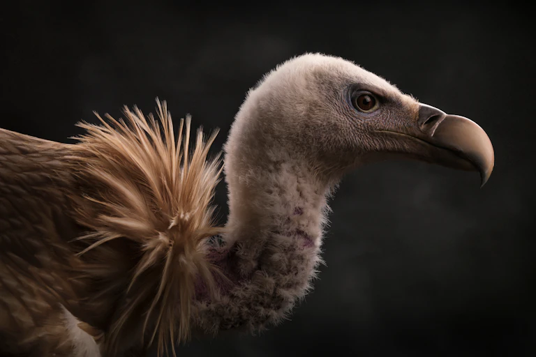 Close-up of the muzzle of a Himalayan vulture