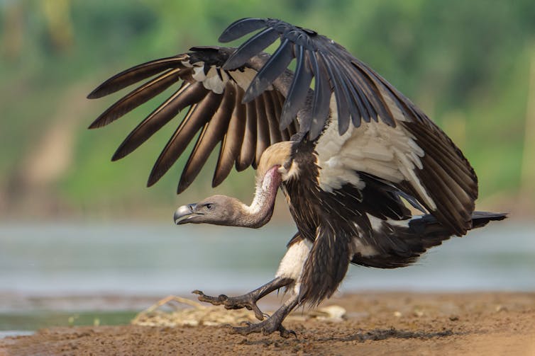 A vulture with open wings approaching the ground