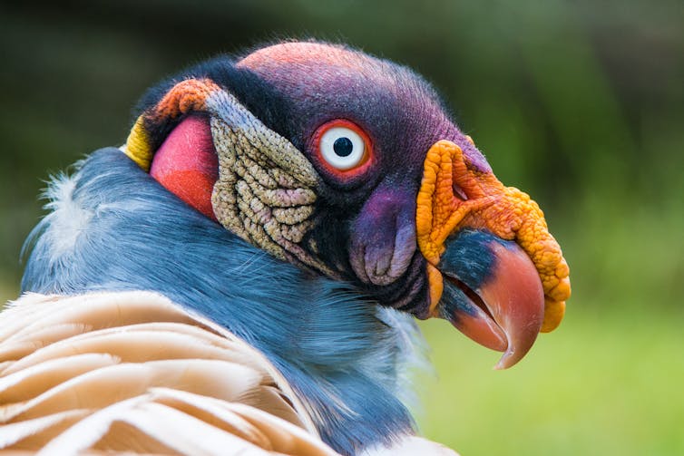 Closeup portrait of a King vulture with brightly coloured skin and feathers