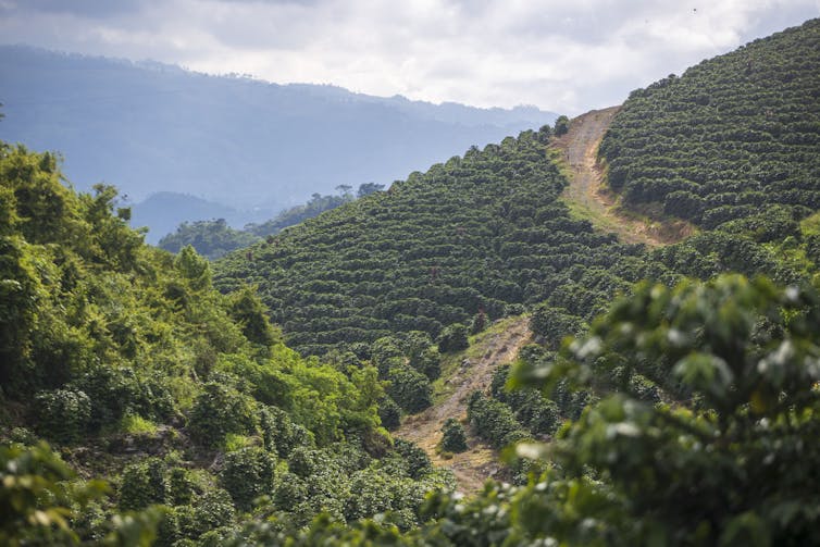 A coffee plantation