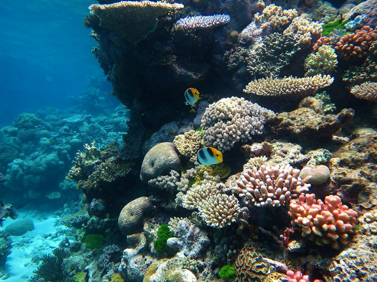 Vibrantes corales de muchos tipos y peces de colores.