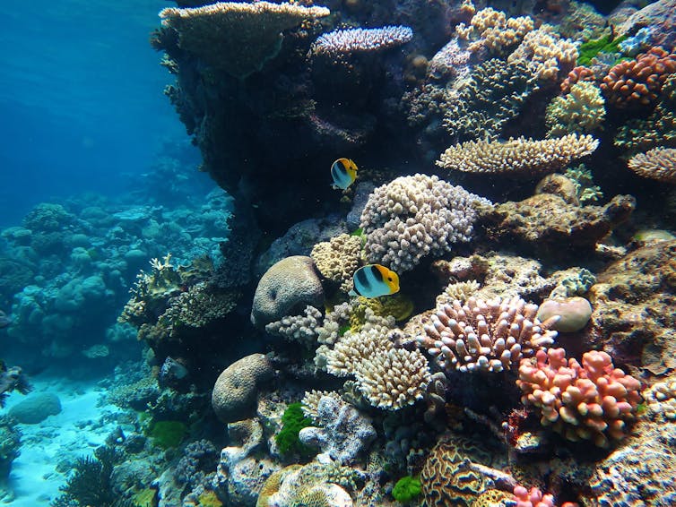 Vibrant corals of many types and colorful fish.
