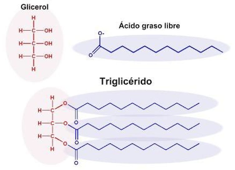 Medicamento para los trigliceridos