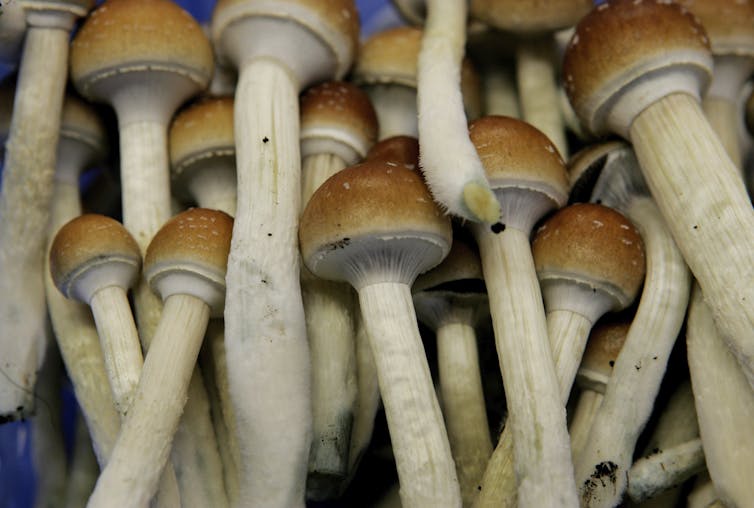 Close-up view of long-stemmed mushrooms with reddish-brown caps