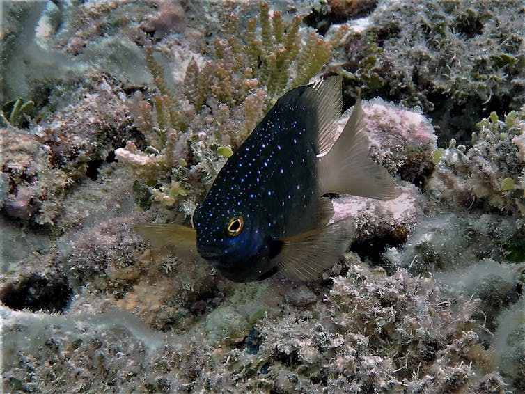 A close-up of a black jewel damselfish marked with blue spots.