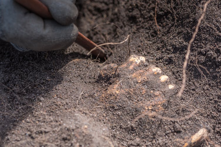 Hand holding a tool, digging in earth around human teeth.