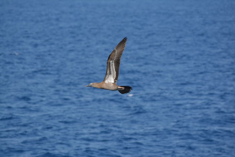 A bird in flight against the backdrop of the ocean.