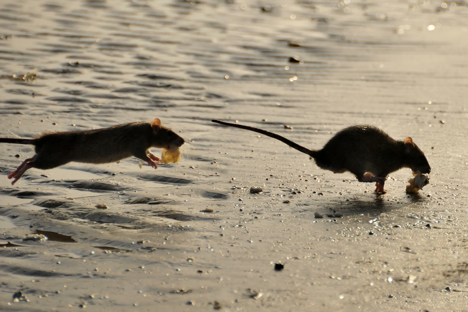 Invasive Rats Australia Invasive rats are changing fish behaviour on coral reefs – new study