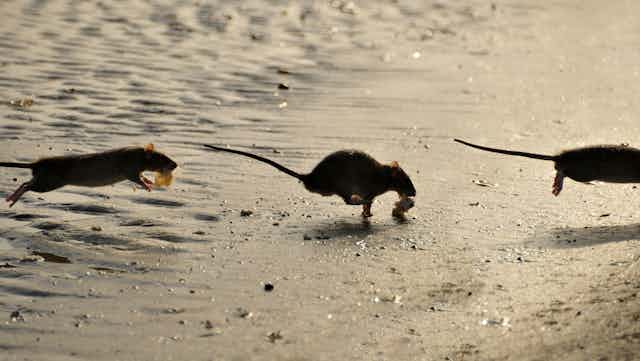 Three rats on a beach running away from the sea.
