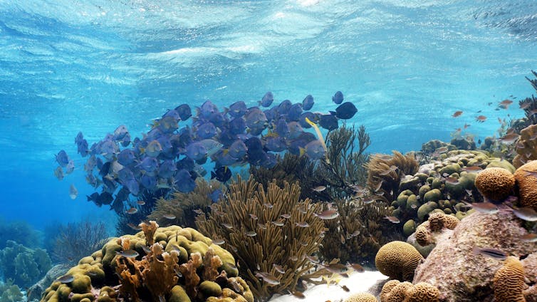 A school of blue fish swimming through a coral reef.