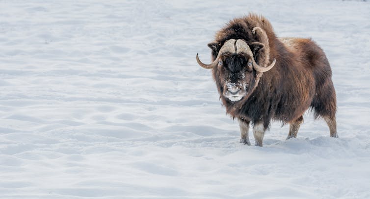 Musk ox standing in the snow.