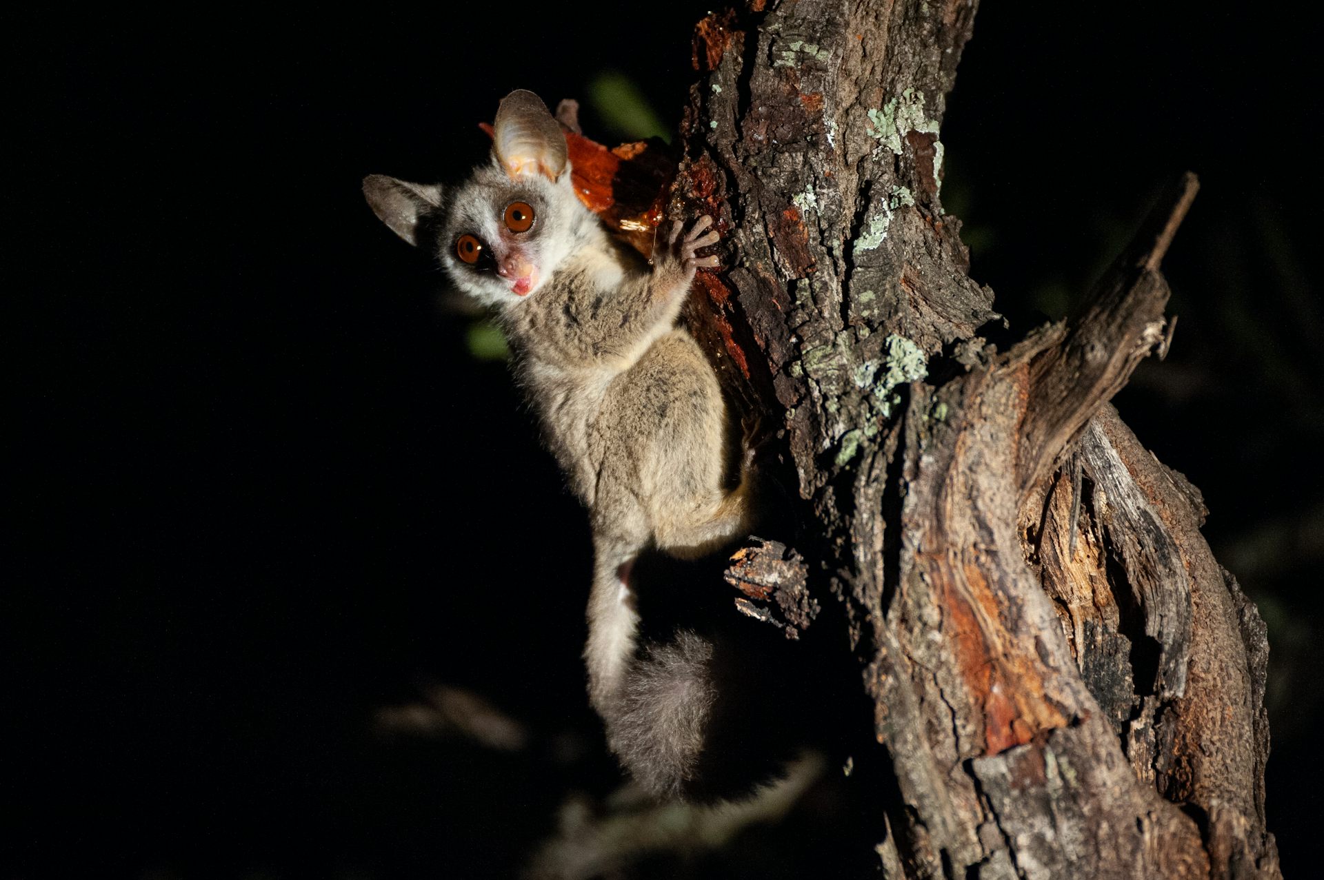 A lesser bushbaby seen feeding on tree resin on a safari at night in South Africa