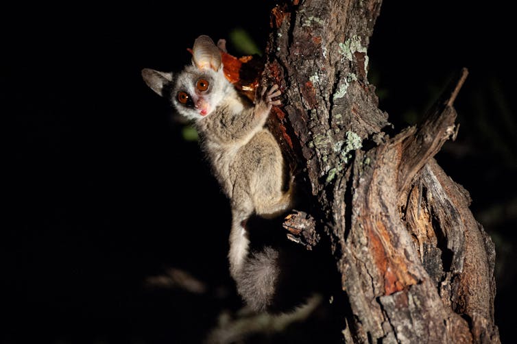 A lesser bushbaby seen feeding on tree resin on a safari at night in South Africa