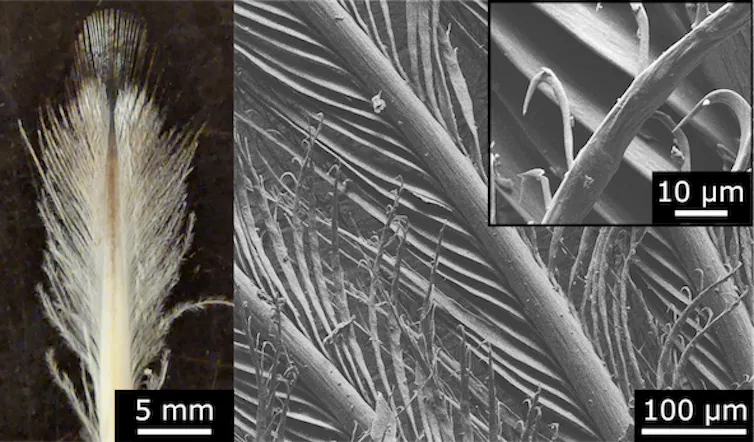 Penguin feather photograph
