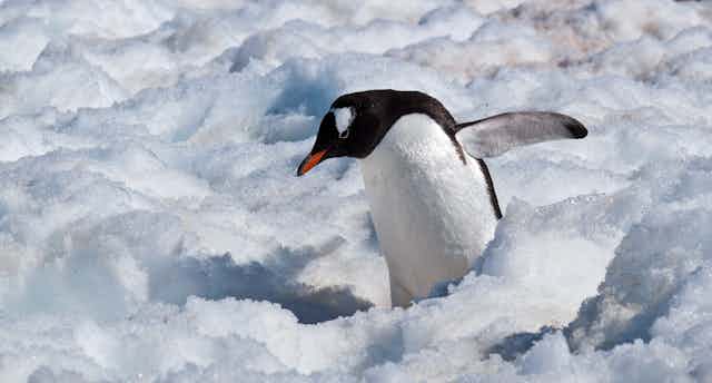 A Gentoo penguin walking through ice