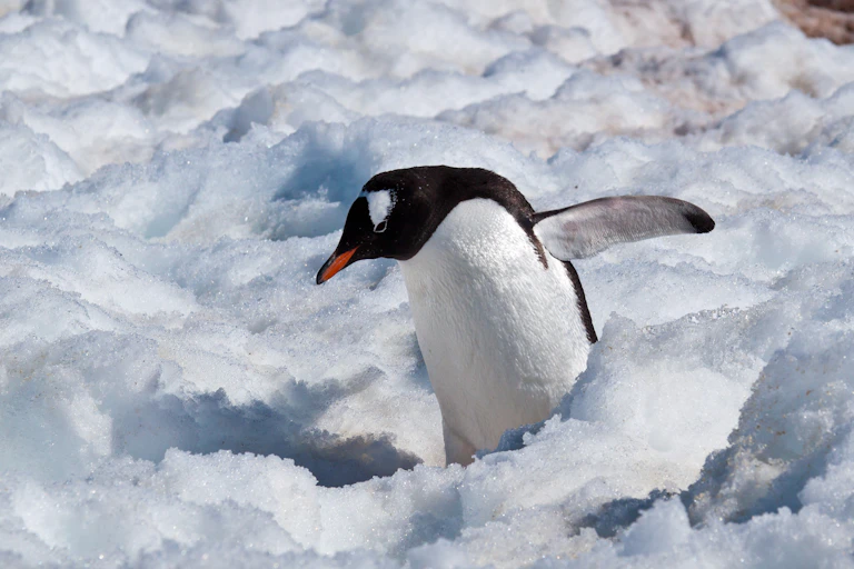 A Gentoo penguin walking through ice