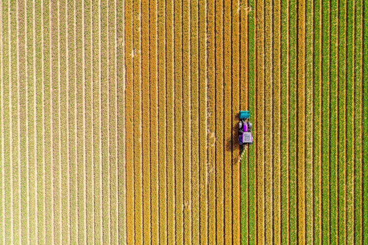 Aerial shot of a combine harvester in a field