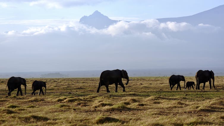 A herd of elephants against a mountainous backdrop.