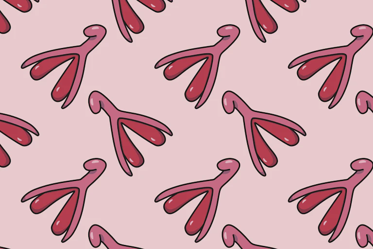 art illustration of female reproductive system of clitoris