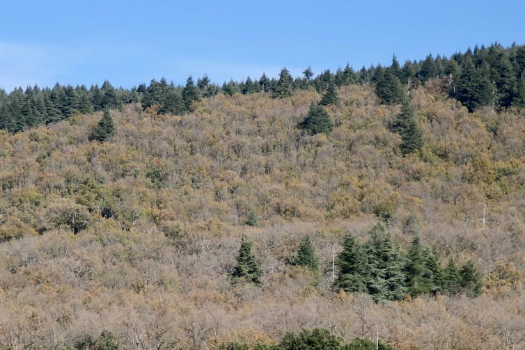 Chênes et cèdres dans les montagnes marocaines