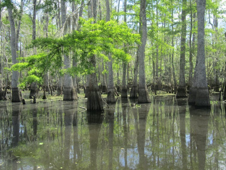 Bald cypress in Louisiana