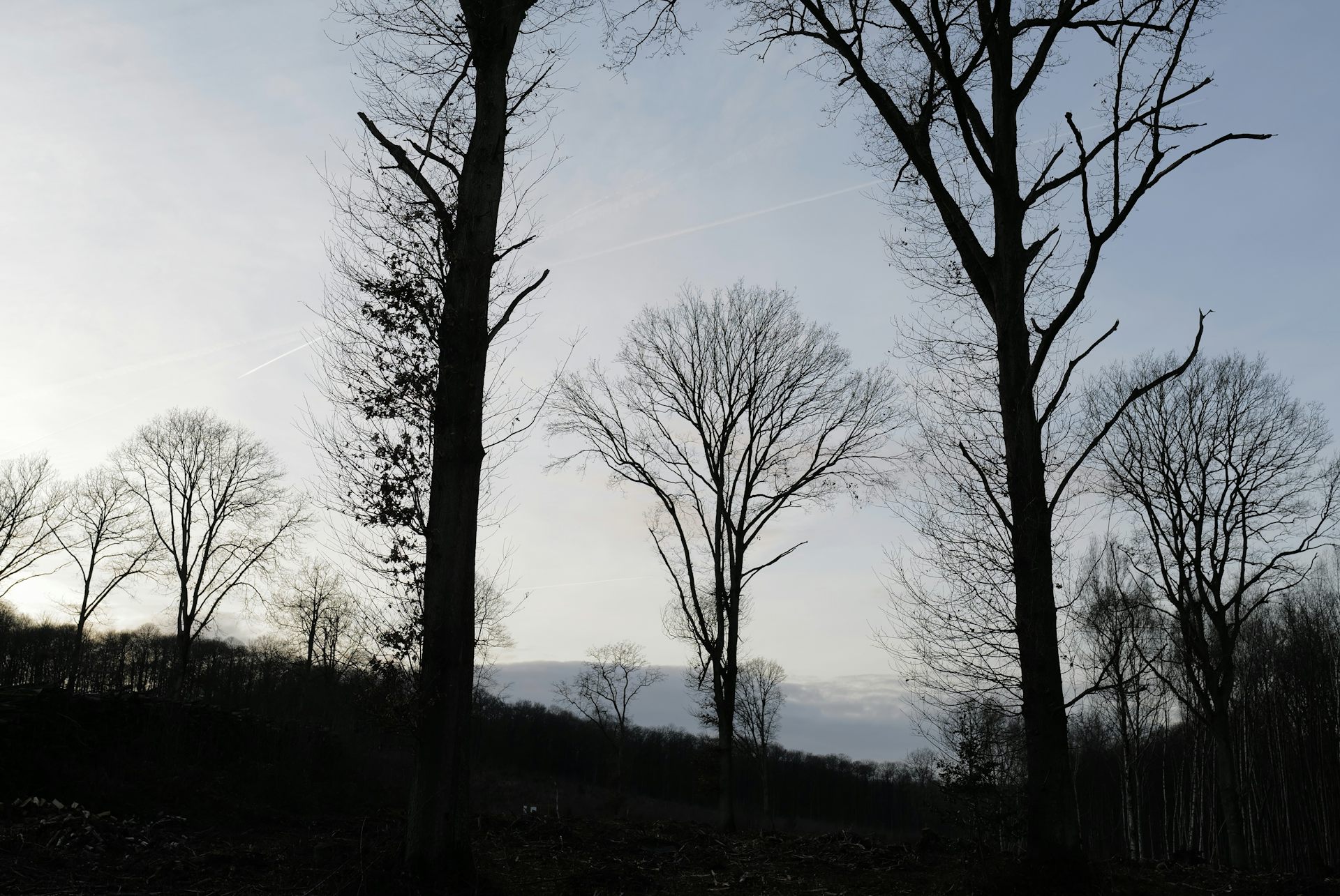 Des chênes et des hêtres sans feuilles