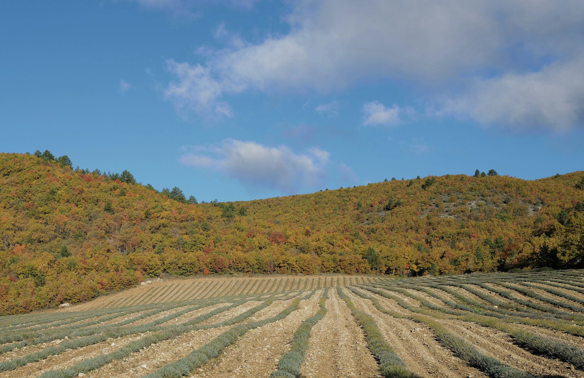 Des chênes en automne en de Haute Provence