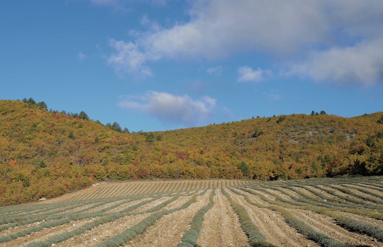 Des chênes en automne en de Haute Provence