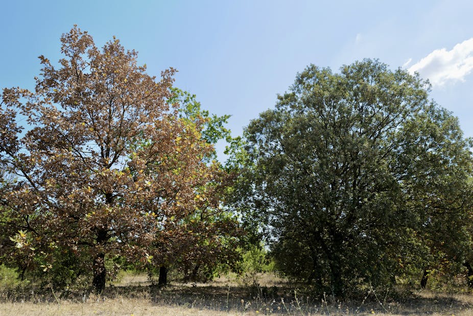 File:L Homme qui plantait des arbres 06.JPG - Wikimedia Commons