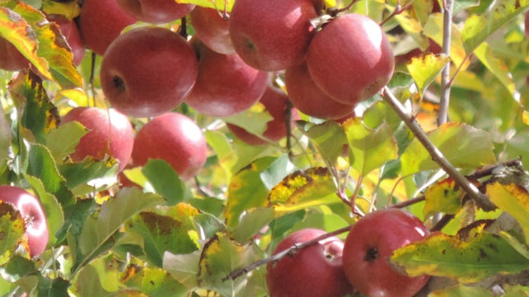 apples on an apple tree