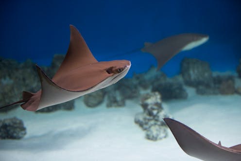Are stingrays actually dangerous? 3 reasons you shouldn't fear these sea pancakes