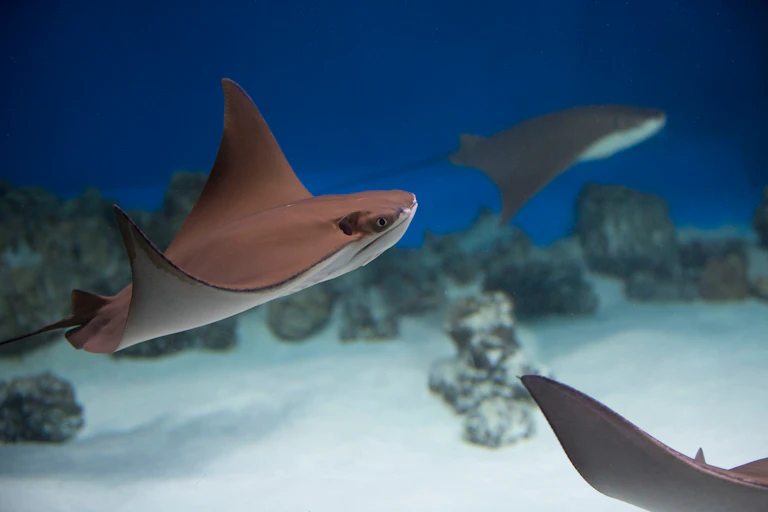 Stingray