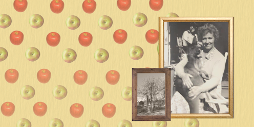 how 'Lady' Williams founded a great Australian apple