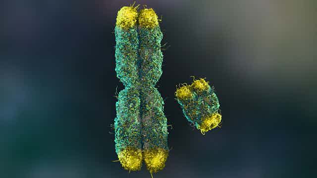 Rendu 3D de deux chromosomes - un plus grand en forme de x et un plus petit qui représente le chromosome y.