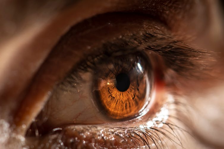 Close up of a brown human eye