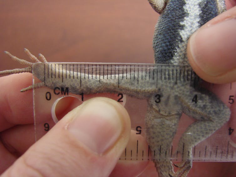 fingers hold a transparent ruler up to a lizard's extended rear leg