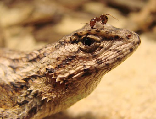 Native eastern fence lizards changed their bodies and behavior in response to invasive red imported fire ants