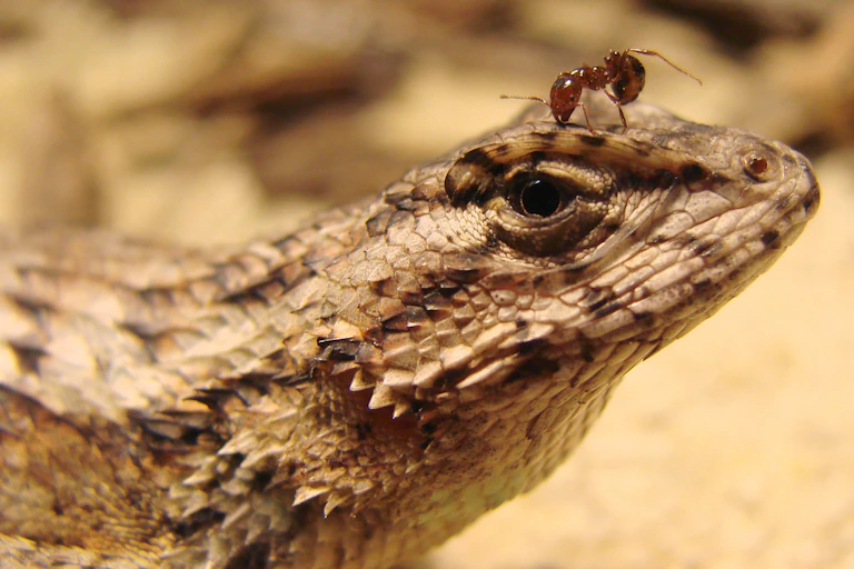 ant looking like it's about to bite the area above a lizard's eye