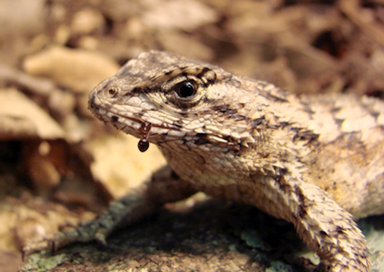 front half of a lizard with part of an ant's body coming out of its mouth