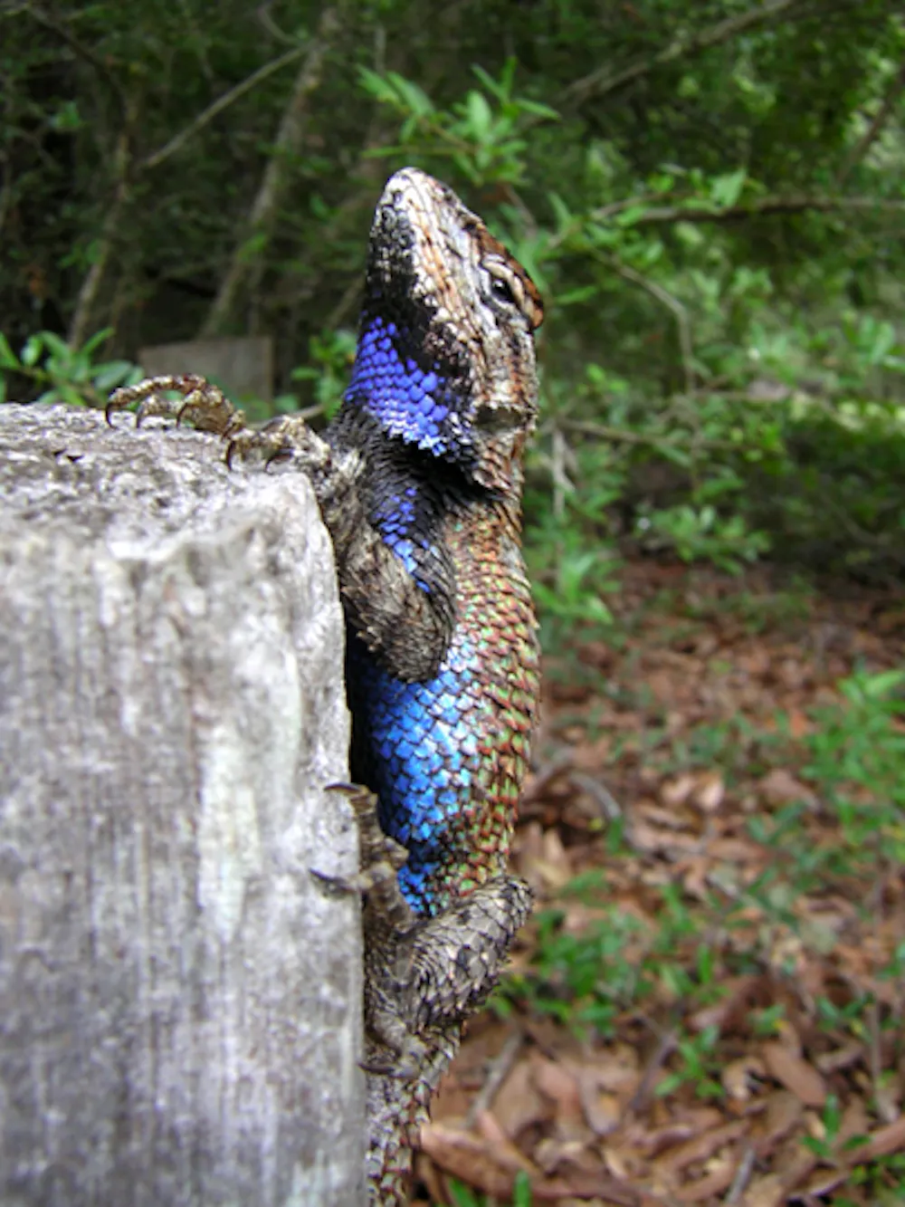Native eastern fence lizards changed their bodies and…