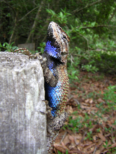 lizard clings to a vertical fence post